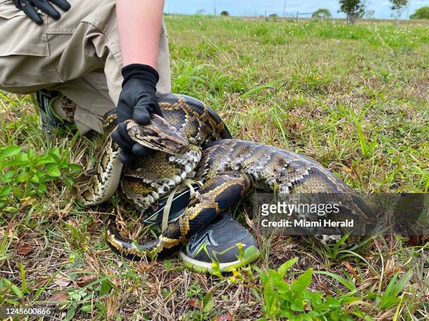 Burmese pythons are believed to have arrived in South Florida as pets in the 1980s and then were released by frustrated owners who got tired of...