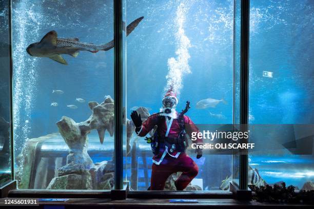 An employee of the SEA LIFE Blackpool aquarium dressed as Father Christmas swims in the attractions large ocean tank as the sea creatures are fed, in...