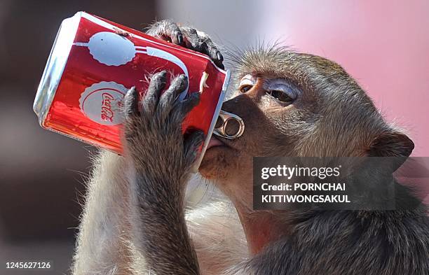 Monkey drinks soda from a can during the annual "monkey buffet" in front of an ancient temple in Lopburi province, some 150 kms north of Bangkok on...