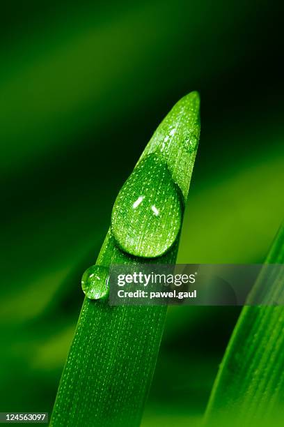 water droplet on blade of grass - grass dew stock pictures, royalty-free photos & images