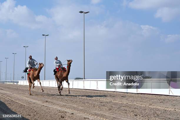 Camel Racing Track 4,282 Camel Racing Stock Photos, High-Res Pictures, and Images - Getty ...