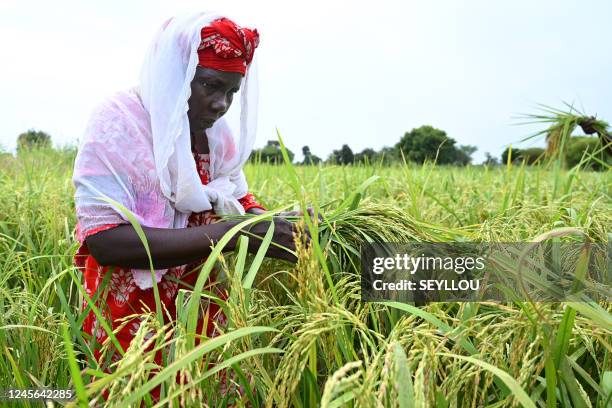 African Rice Sampling Africa Rice Center Photos and Premium High Res Pictures - Getty Images