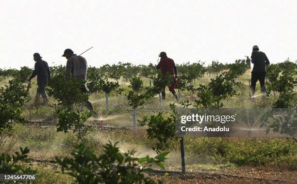 Migrant farm workers check irrigation lines in an orange grove managed by Larry Black, a fifth generation citrus grower, on December 14, 2022 in Fort...