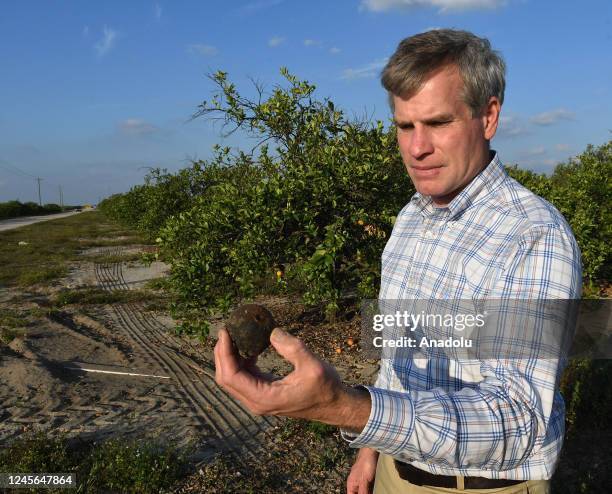 Larry Black, manager of Peace River Packing Company and a fifth generation citrus grower, shows an orange that dropped to the ground in one of his...