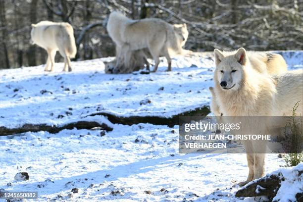 One of the eight male white wolves or artic wolves, which arrived on December 14, 2022 from the animal park of the Domaine des Grottes de Han in...