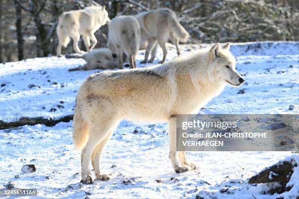 One of the eight male white wolves or artic wolves, which arrived on December 14, 2022 from the animal park of the Domaine des Grottes de Han in...