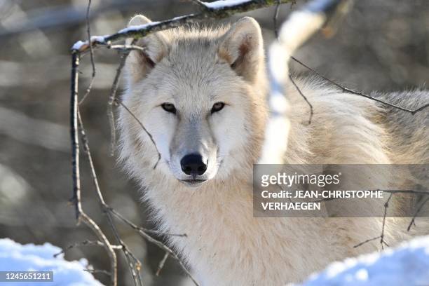One of the eight male white wolves or artic wolves, which arrived on December 14, 2022 from the animal park of the Domaine des Grottes de Han in...