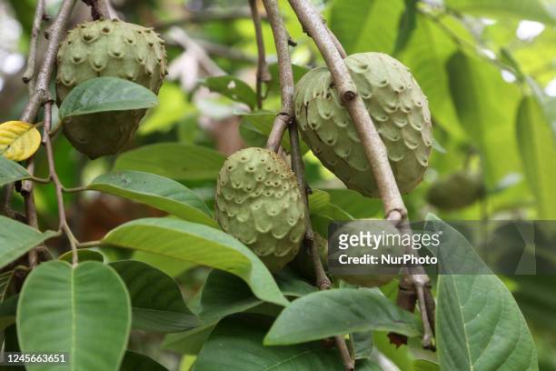 Custard apples growing in the Anju Veedu Village in Kodaikanal, Tamil Nadu, India, on May 17, 2022. The Anju Veedu Village is a small tribal village...
