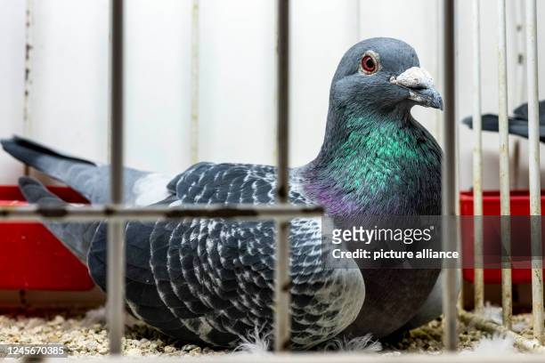 December 2022, North Rhine-Westphalia, Dortmund: A carrier pigeon sits in its cage in the exhibition hall. More than 10,000 visitors are expected to...