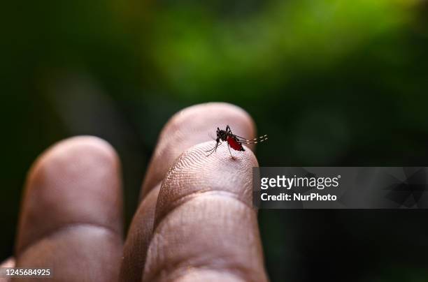 Aedes albopictus , from the mosquito family, also known as the tiger mosquito or forest mosquito, is a mosquito native to the tropical and...