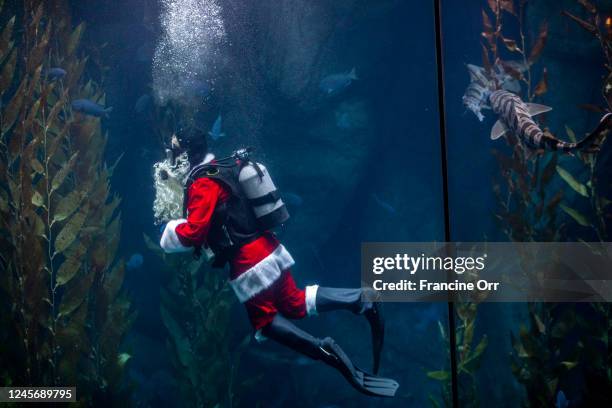 Long Beach, CA In celebration of the holiday season, Santa Diver swims with the sharks, sea bass, rays, and other fish, and delivers treats for the...