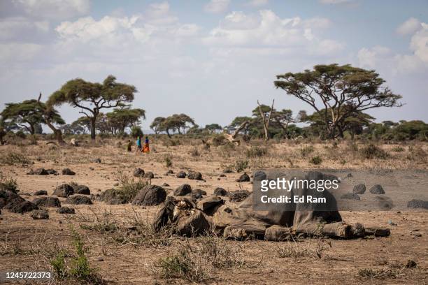 The carcass of an elephant lies on parched Maasia community land near the outskirts of Amboseli National Park on December 18, 2022 in Amboseli,...