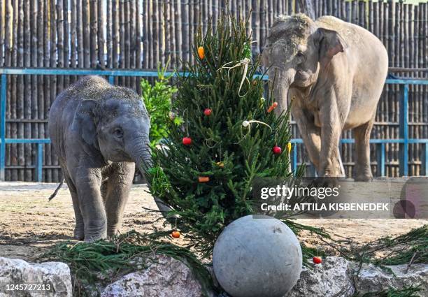 One-and-half-year-old Asian male baby elephant Samu and its mother 21 year-old elephant Angele inspect a Christmas tree at the exterior enclosure of...