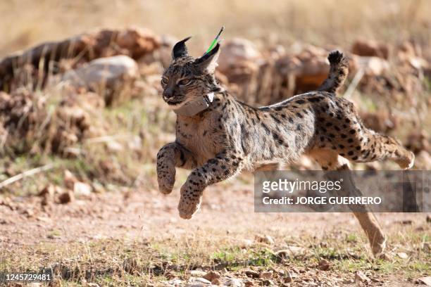 An Iberian lynx takes its first steps after being released in the Sierra de Arana mountain range, 40 km from Granada, on December 19, 2022. - Five...