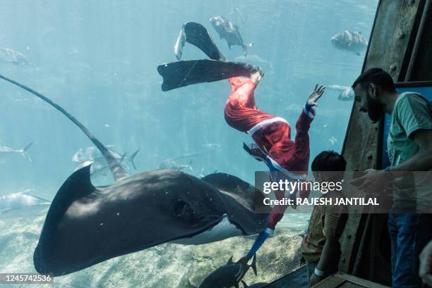 South African diver Jerry Ntombela dressed as Santa Claus interacts with different sea creatures during a show at Africa's largest marine park, the...