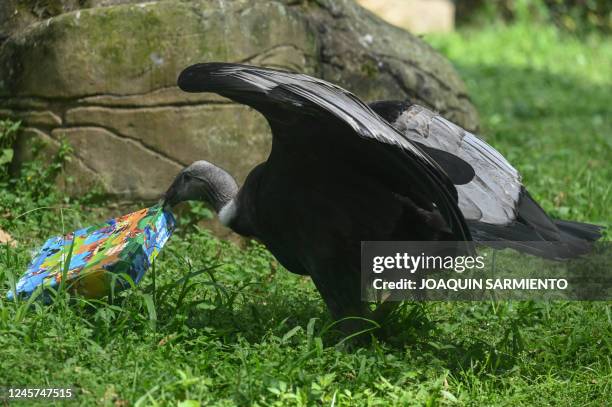 An Andean condor opens a box with food wrapped as Christmas gift at the Cali zoo as part of the traditional Christmas celebration in Cali on December...