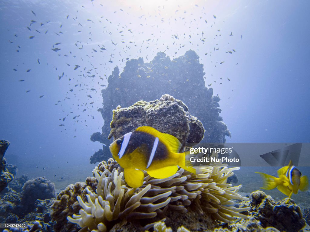 Red Sea Clownfish In A Coral Reef