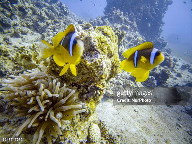 Red Sea clownfish the Amphiprion bicinctus also known as anemonefish pictured in their natural habitat environment, underwater in a coral reef with...