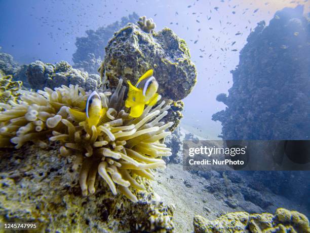 Red Sea clownfish the Amphiprion bicinctus also known as anemonefish pictured in their natural habitat environment, underwater in a coral reef with...