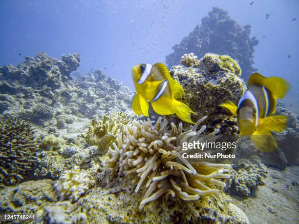 Red Sea clownfish the Amphiprion bicinctus also known as anemonefish pictured in their natural habitat environment, underwater in a coral reef with...