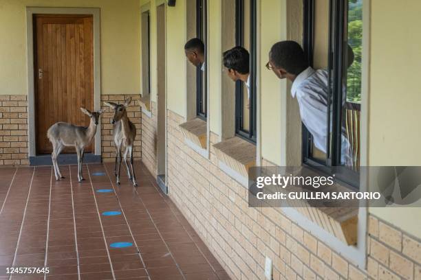 Students from the Drakensberg Boys Choir School react to two antelopes wandering around the school near Winterton on December 10, 2022. - The...