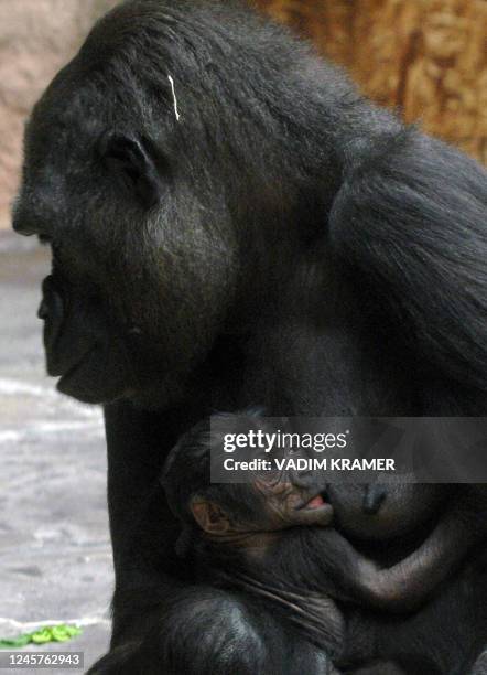 Kijivu, a 15 year-old gorilla, holds her newly born baby at Prague's zoo 30 May, 2007. AFP PHOTO
