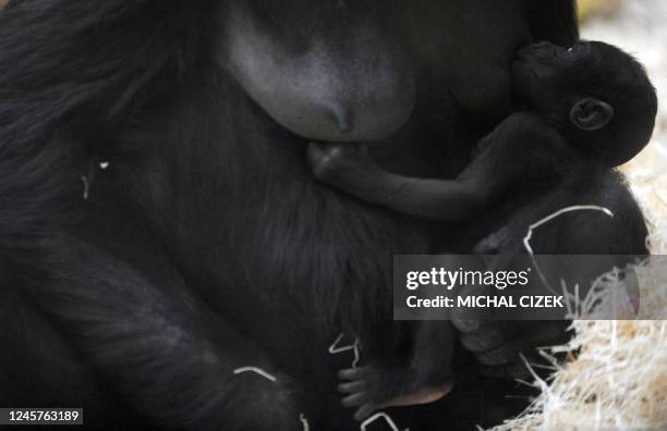 Nine-day-old gorilla is breastfed by its mother Kijivu at the Prague Zoo on May 3, 2010. AFP PHOTO MICHAL CIZEK