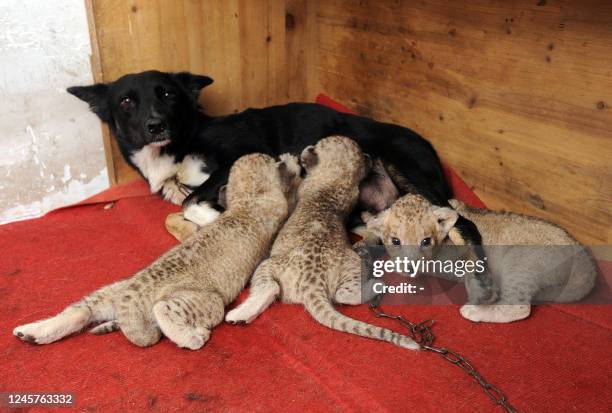 Three lion cubs feed on the milk of a mother dog after their mother abandoned them after birth, at the Safari Park in Hefei, eastern China's Anhui...