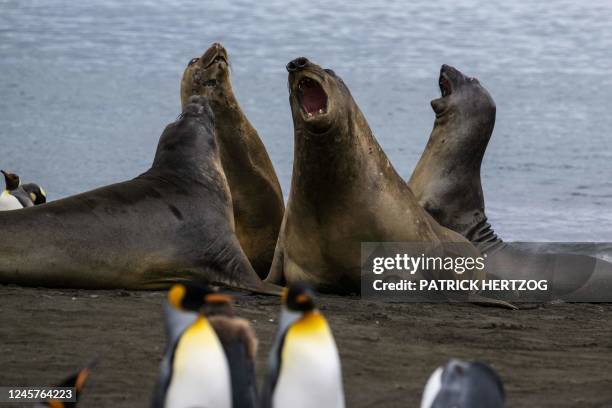 Elephant seals fight on December 20, 2022 on the Possession Island, part of the Crozet Islands which are a sub-Antarctic archipelago of small islands...