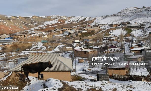 This photograph taken on December 12 a cow stands on a hillock overlooking private houses in Suluktu, some 1100 km from Bishkek, Kyrgyzstan. -...