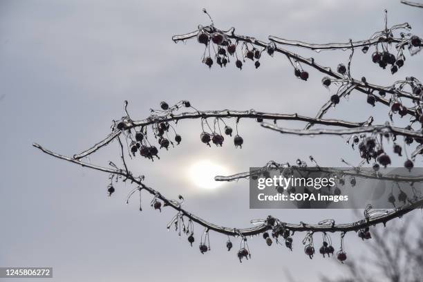 Berries on tree branches covered with ice after freezing rain in Lviv.