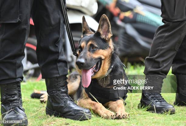 Dog of the K-9 police unit looks on during a security check at the Immanuel church ahead of Christmas eve in Jakarta on December 24, 2022.
