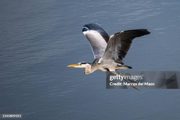 Grey heron flying over the water in the Castrejon Reservoir during a winter day. The Castrejon Reservoir and the Burujon Canyons are located near...
