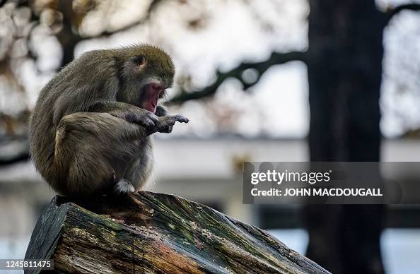 Macaque Infested A Japanese Macaque checks himself for parasites in his enclosure at ...