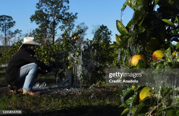 Grove owner Tara Boshell photographs icicles created by a sprinkler that hang from an orange tree at Showcase of Citrus groves on December 24, 2022...