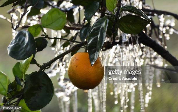 Icicles created by a sprinkler hang from an orange tree at Showcase of Citrus groves on December 24, 2022 in Clermont, Florida, United States. Below...