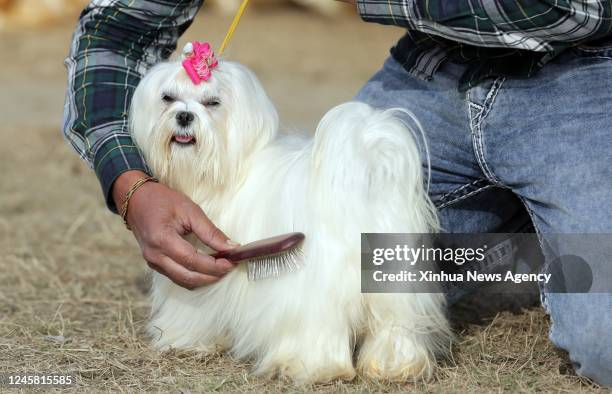 Maltese dog gets groomed by its caretaker as it prepares to compete during a dog show in Amritsar district of India's northern state of Punjab, Dec....