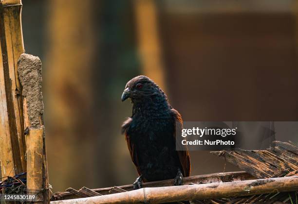 The greater coucal or crow pheasant , is a large non-parasitic member of the cuckoo order of birds, the Cuculiformes found in Indian Subcontinent and...