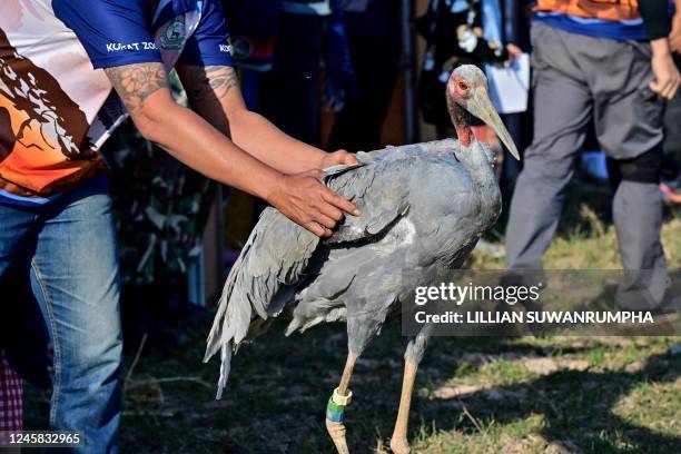 This photo taken on December 25, 2022 shows an Eastern Sarus crane that was captively-bred at Nakhon Ratchasima Zoo being encouraged to fly away...