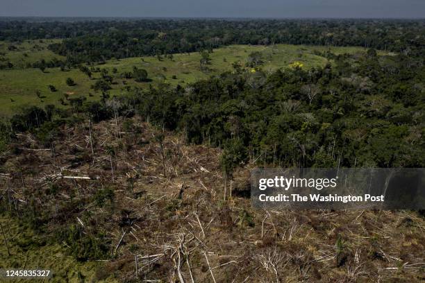 Recent deforestation in a region of the Amazon forest discovered by the team from the Environmental Institute of Acre from satellite images. The...
