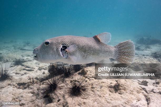 This photo taken on December 22, 2022 shows a pufferfish off the coast of Samae San island in Sattahip district in the coastal Thai province of...