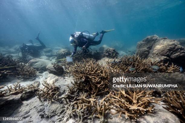 This photo taken on December 22, 2022 shows Lalita "Nan" Putchim, marine biologist and specialist in coral biology from Thailand's Department of...