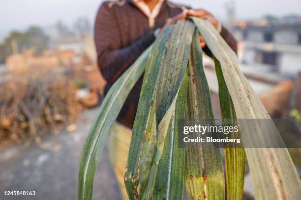 Layer of ash from the local paper and pulp mills coats crops in a village in Muzaffarnagar District, Uttar Pradesh, India, on Monday, Nov. 21, 2022....
