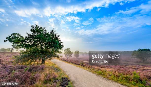 flowering heather plants in heathland landscape during sunrise in summer - veluwe stock pictures, royalty-free photos & images