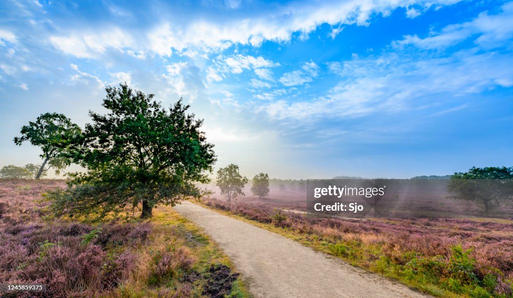 Blommande Ljung växter i Heathland landskap under soluppgången på sommaren