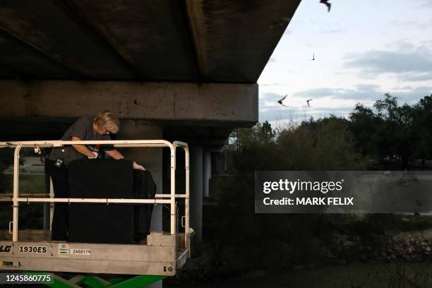 Mary Warwick, Wildlife Director at Houston Humane Society, releases bats at the Waugh Bridge Bat Colony in Houston, Texas, on December 28, 2022. -...