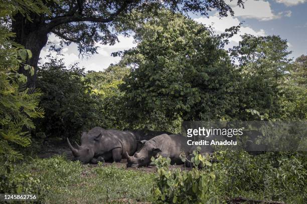 Northern white rhinoceroses, considered critically endangered, take a rest at Mosi-oa-Tunya National Park, a UNESCO World Heritage site in...