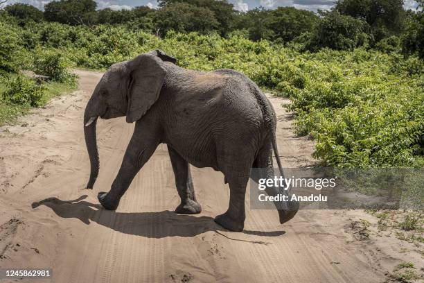 An elephant walks at the Chobe National Park in Kalahari desert at Kasane, Botswana on December 24, 2022. Chobe National Park is the 3rd biggest...