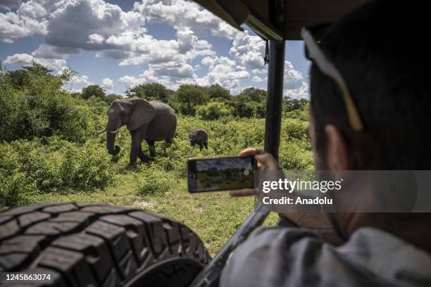 Tourist takes a photo of the elephants at the Chobe National Park in Kalahari desert at Kasane, Botswana on December 24, 2022. Chobe National Park is...