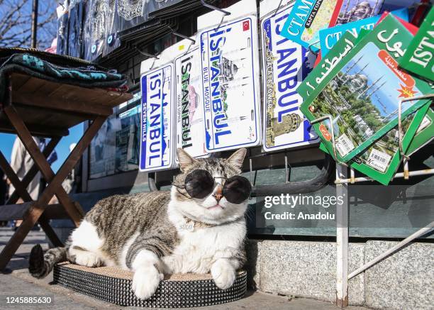 Cat, named 'Sulo', is seen in Istanbul's Sultanahmet Square wearing sunglasses, in Turkiye, on December 30, 2022.